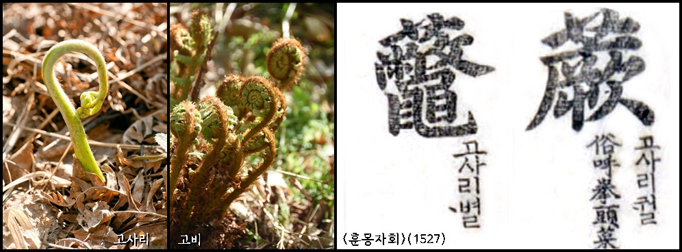 고사리와 고비.jpg