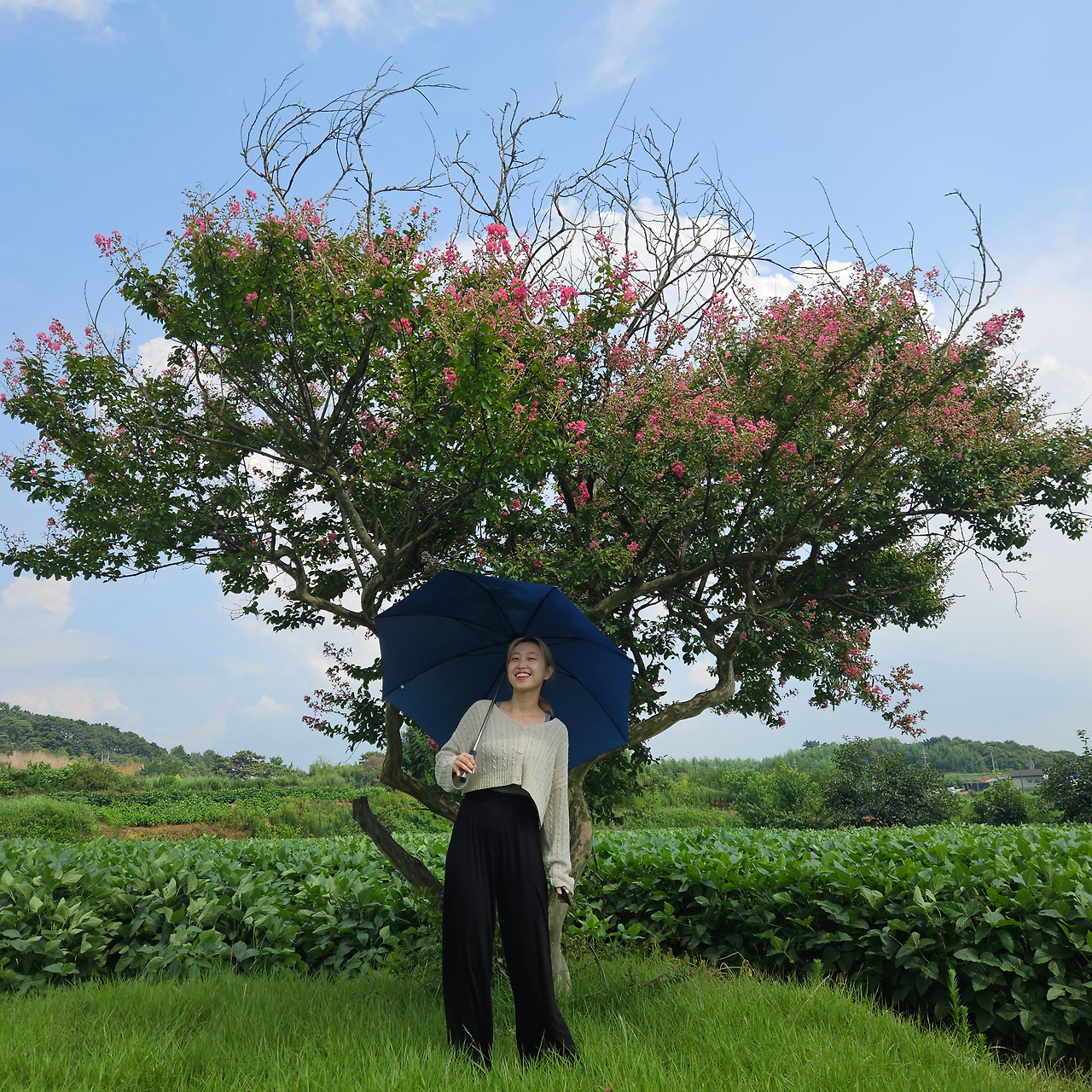 Ch4_전라도_사진18_무덤가 옆 묘하게 예쁜 나무.jpg