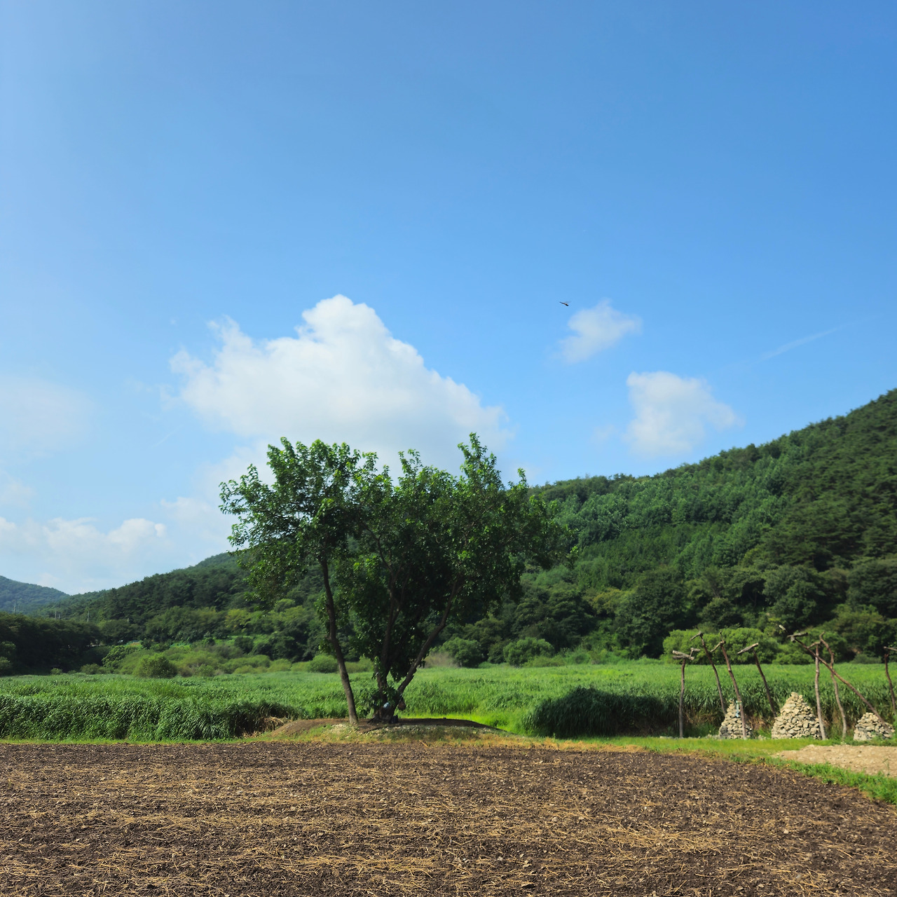 Ch4_전라도_사진3_나무 그늘 아래서 보는 하늘.jpg