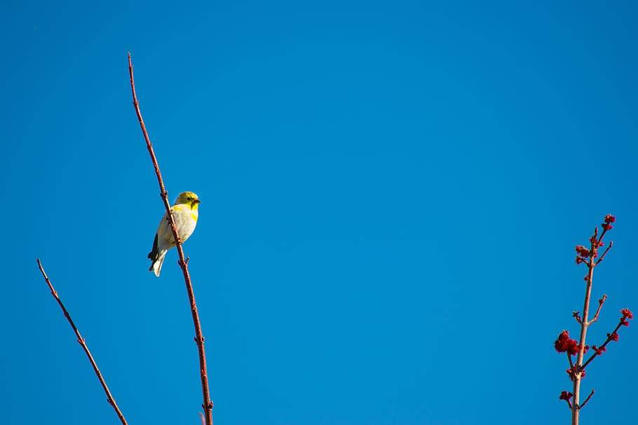 animal-blue-sky-branch-cute.jpg