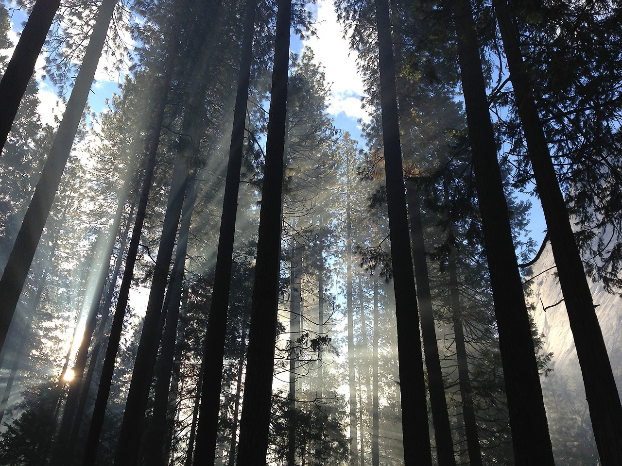 숲 진실의 빛.jpg