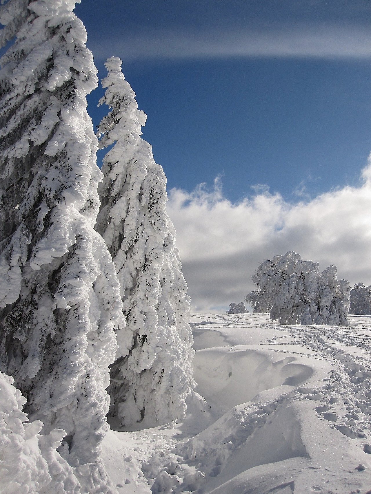 winter snow woods tree frozen.jpg