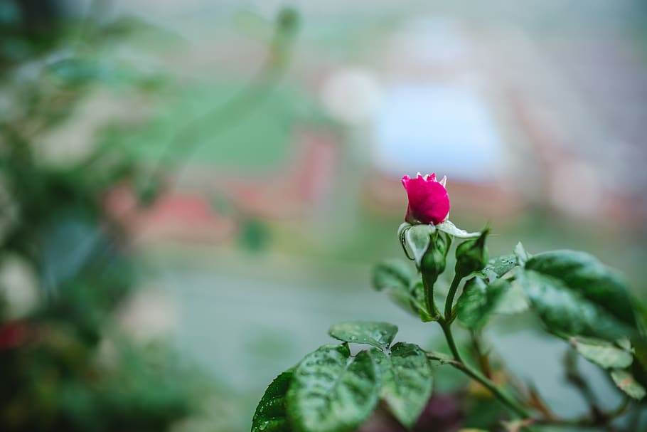 flower-plant-rose-blossom.jpg