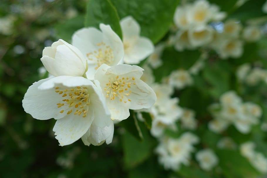 jessamine-jasmine-jasminum-perfume.jpg