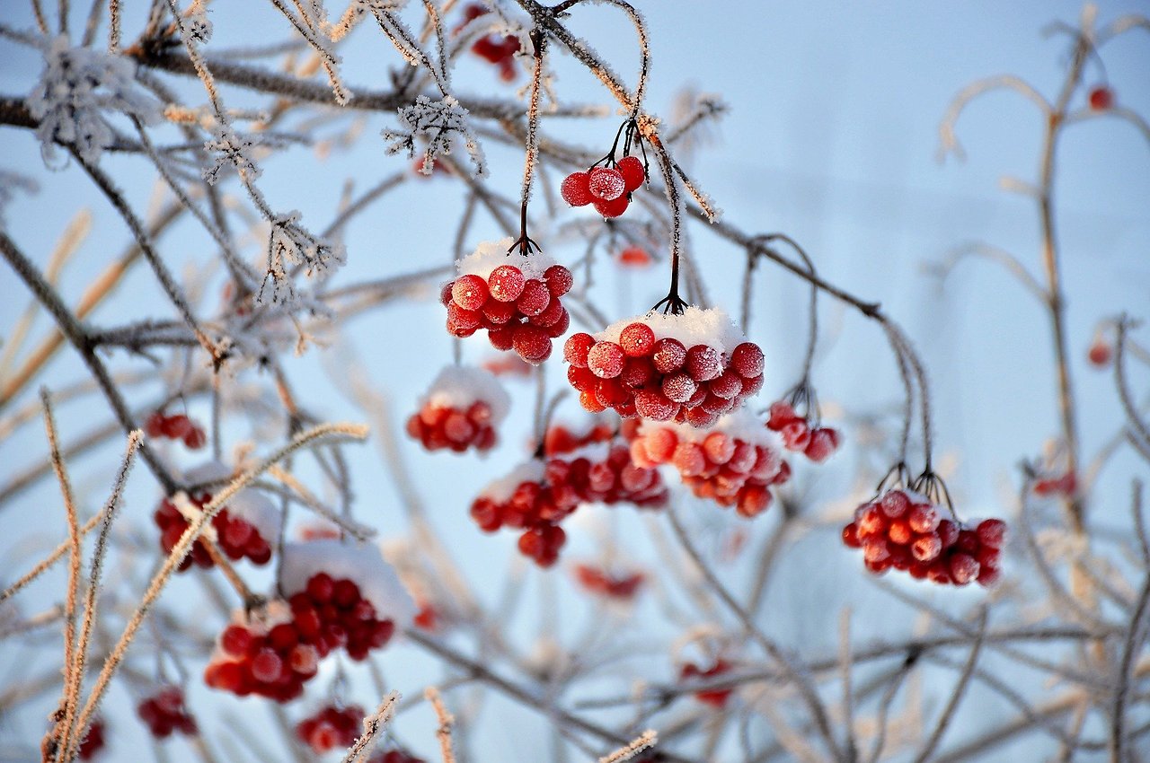 viburnum_frost.jpg