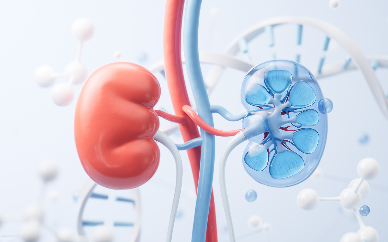 kidney-biological-concept-background-3d-rendering-3d-illustration.jpg