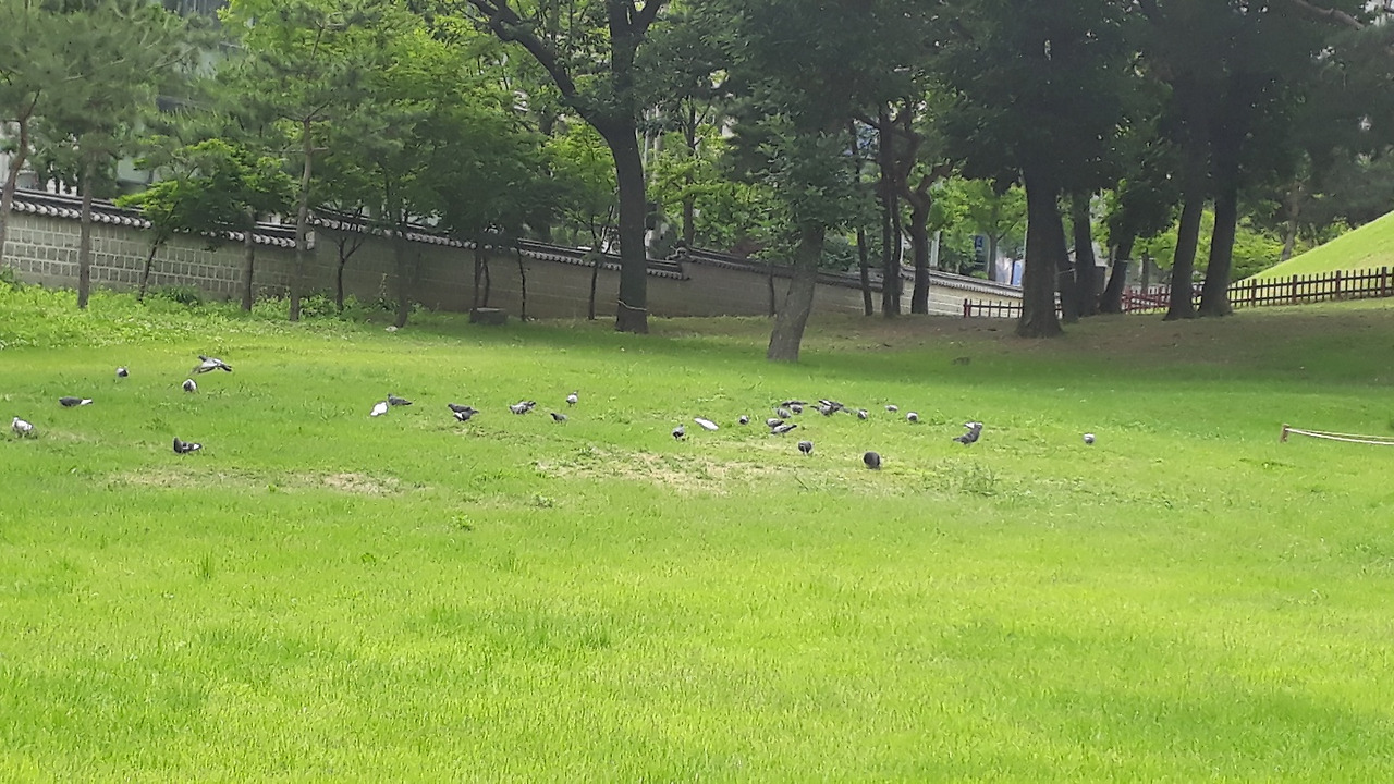선릉 성종 정자각 앞 잔디밭에서 만난 비둘기.jpg