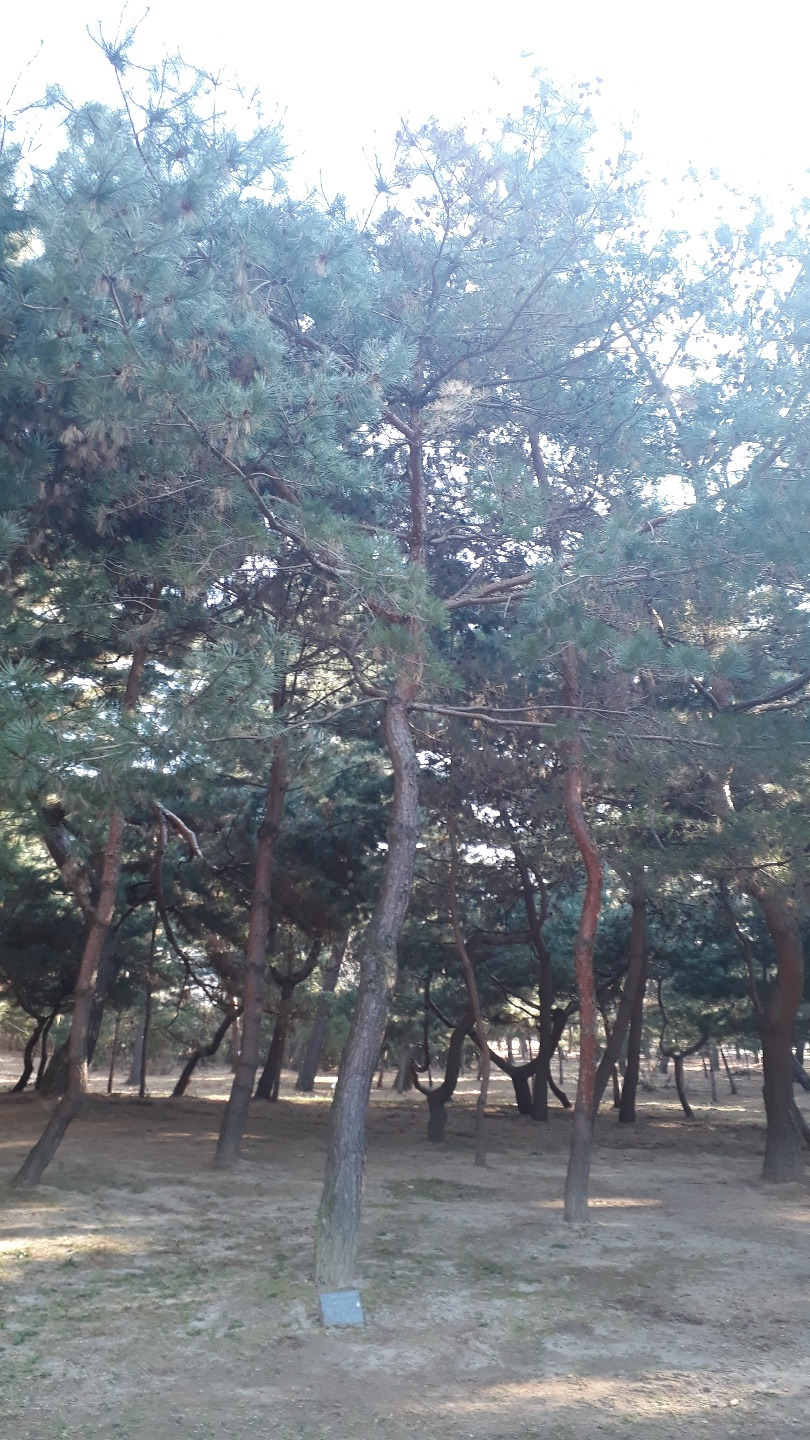 단종비 정순왕후 사릉 영월소나무.jpg