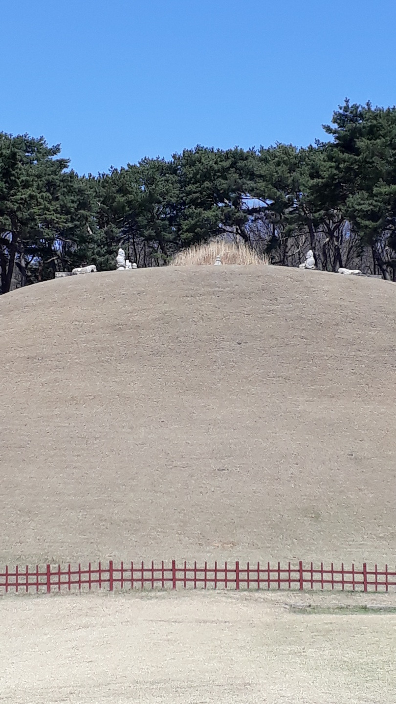 건원릉의 억새.jpg