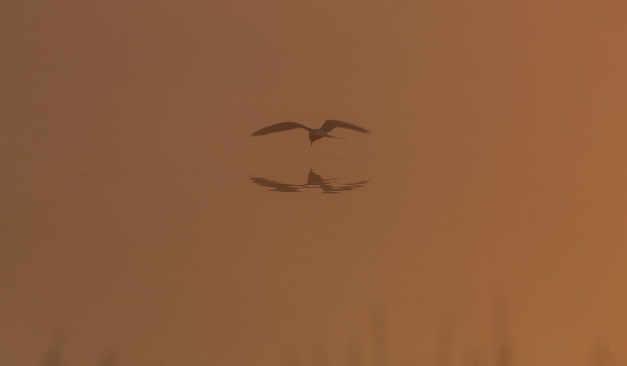 common-tern-on-a-misty-lake-5150508_1920.jpg