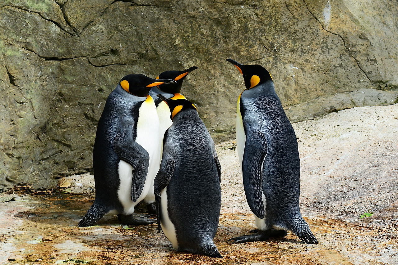 king-penguins-384252_1920.jpg