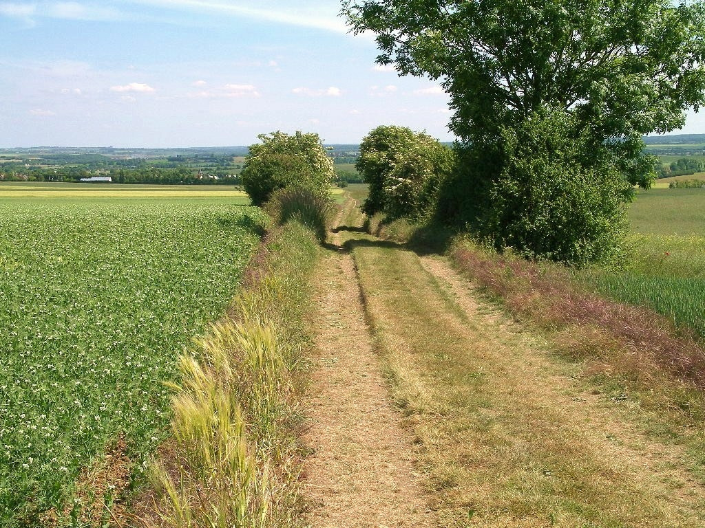 Voie Romaine Chemin Haussé (Vieux, Calvados).jpg