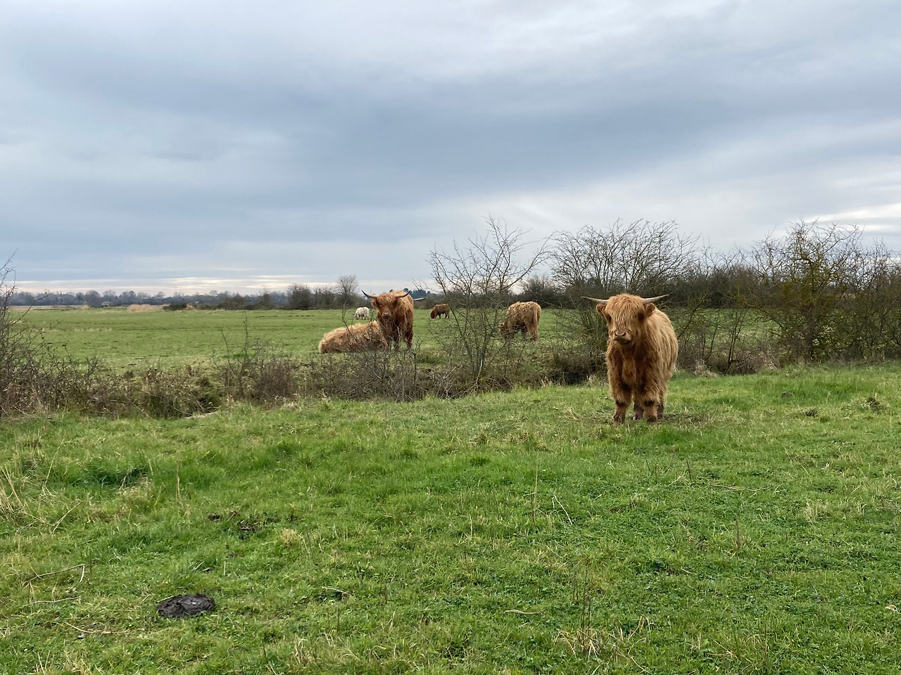 15-2 Varaville, Marais de la dives, Territoires de Faune Sauvage.jpg