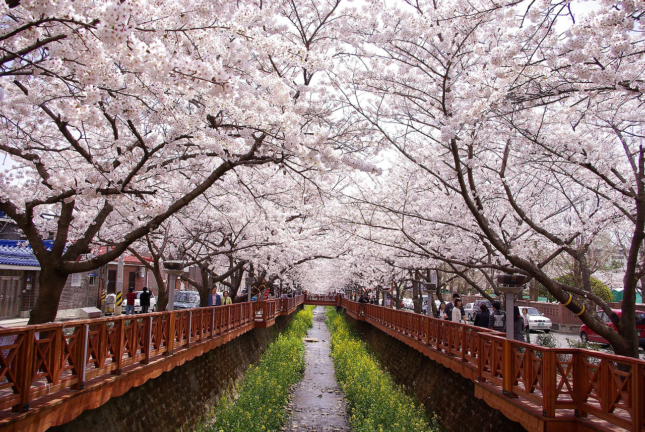 사본 -cherry-blossom-1356116_1920.jpg