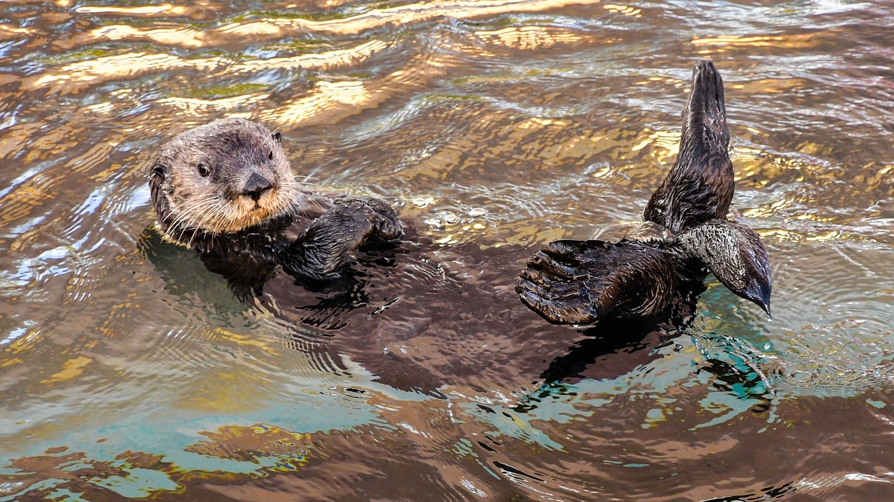 sea-otter-3194453_1280.jpg