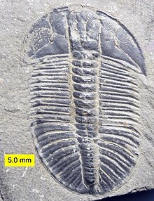 Cambrian_Trilobite_Olenoides_Mt._Stephen.jpg