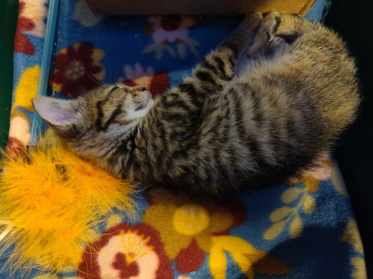 kitten abandoned by its mom 2024 05 15.jpg