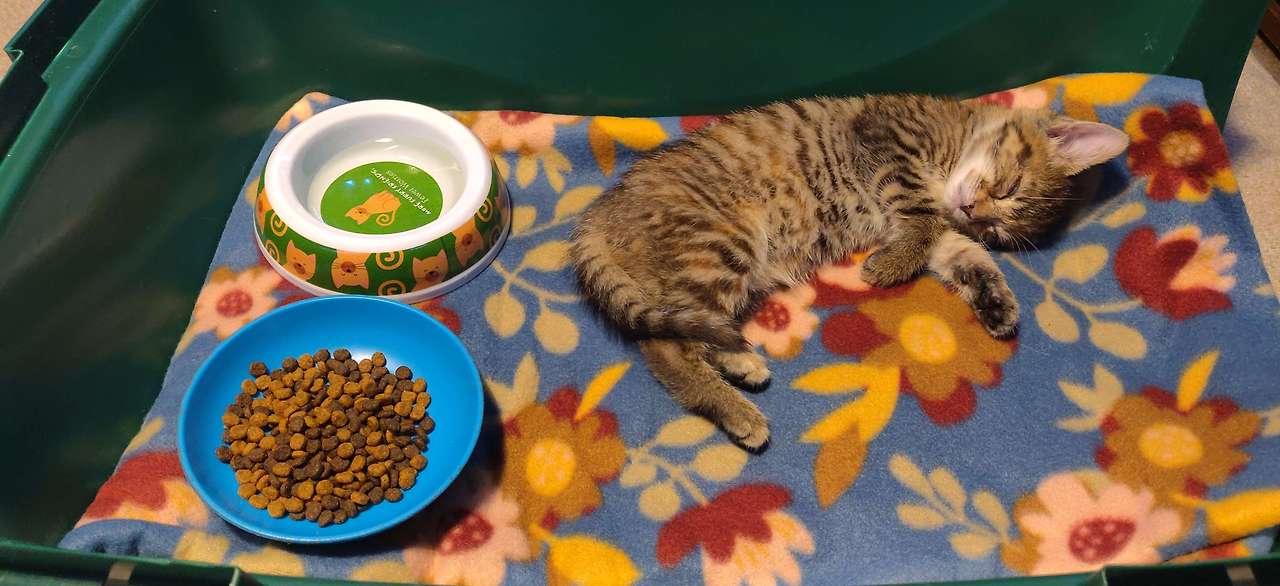 kitten abandoned by its mom 2024 05 13.jpg