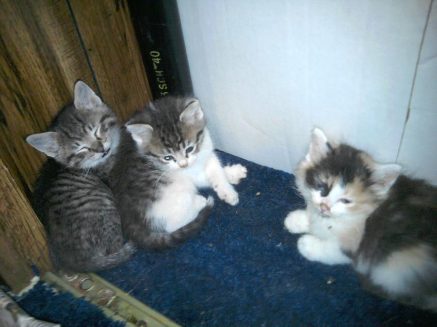 Litter of kittens I rescued in 2013.jpg