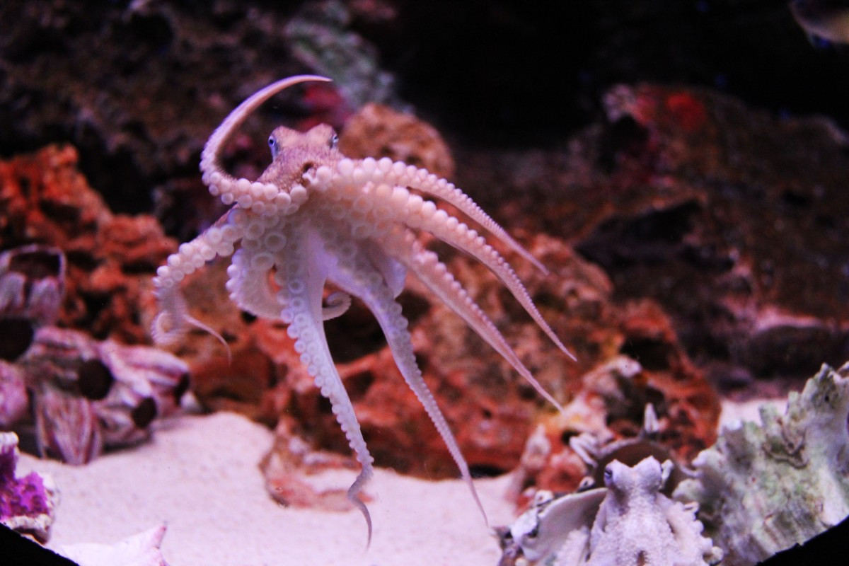 octopus_kraken_ocean_sea_life_animal_aquarium_fish_siam_ocean_world-991821 (1).jpg