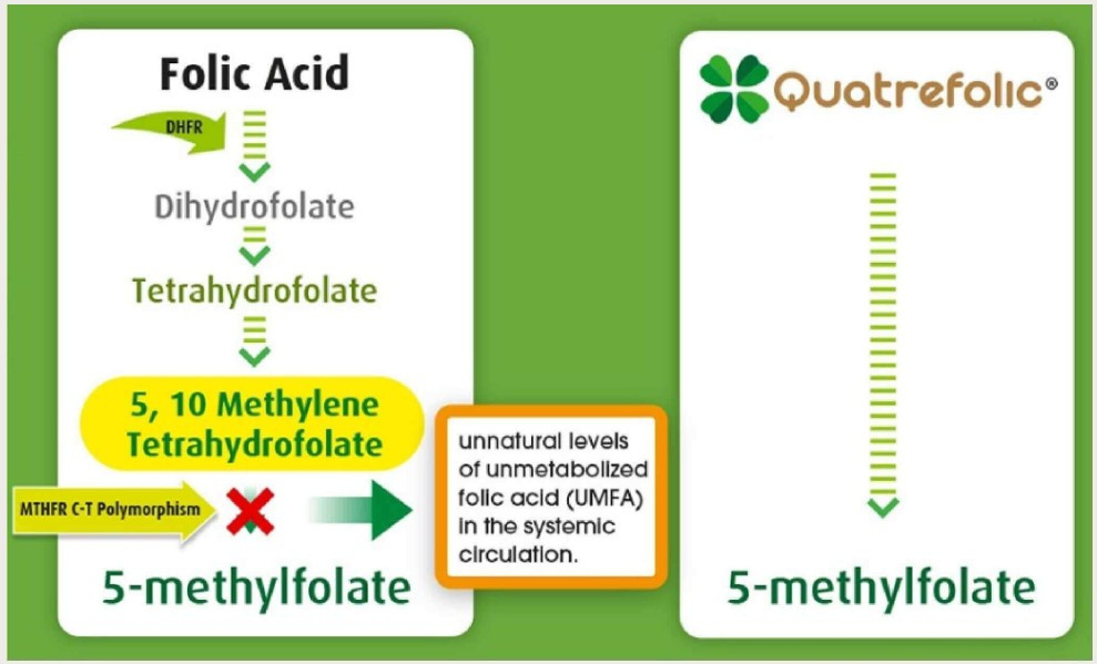 quatrefolic 2.jpg