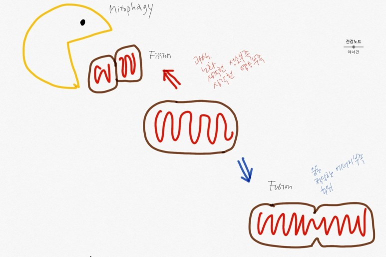 미토콘드리아2.jpg