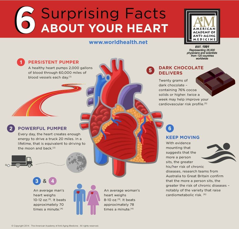 heart fact.jpg
