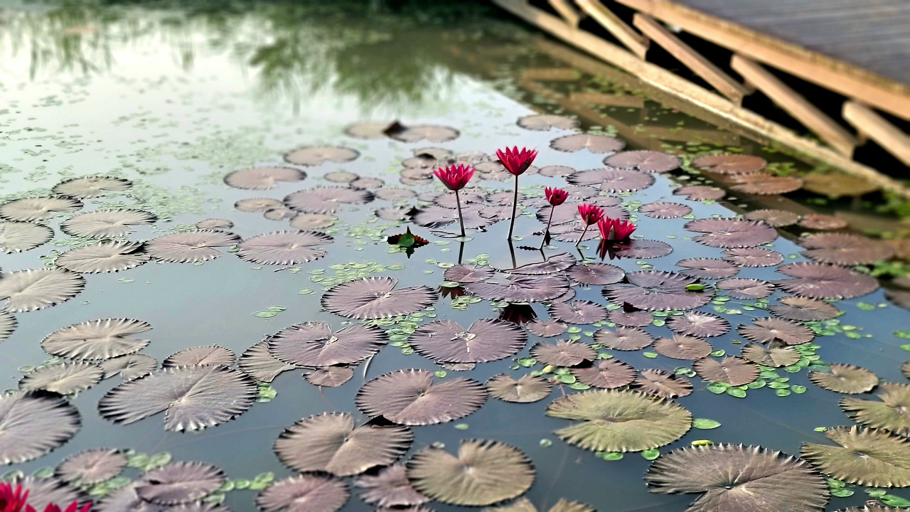 연성 관곡지 (40).jpg