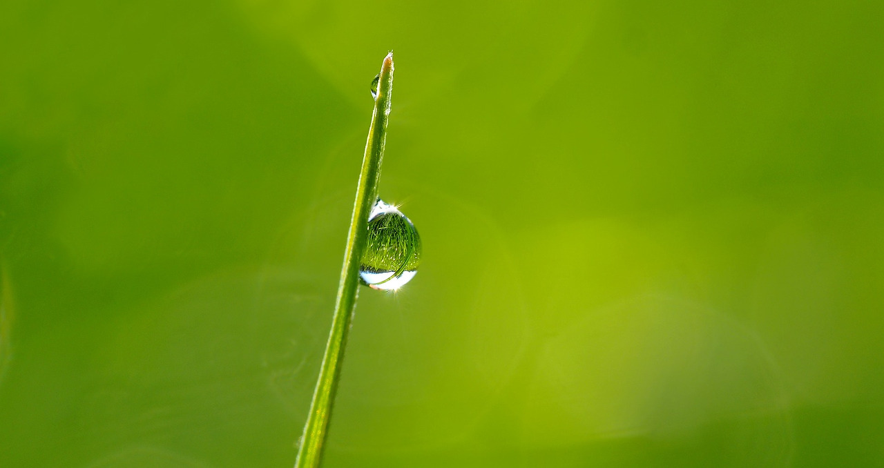 dewdrop-1373998_1920.jpg