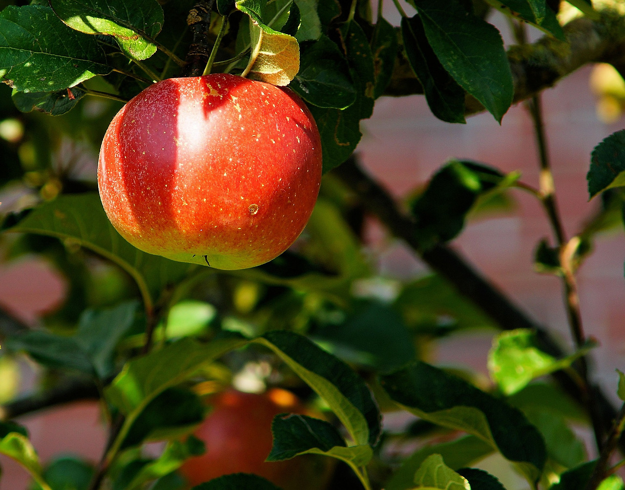 apple-tree-429213_1920.jpg