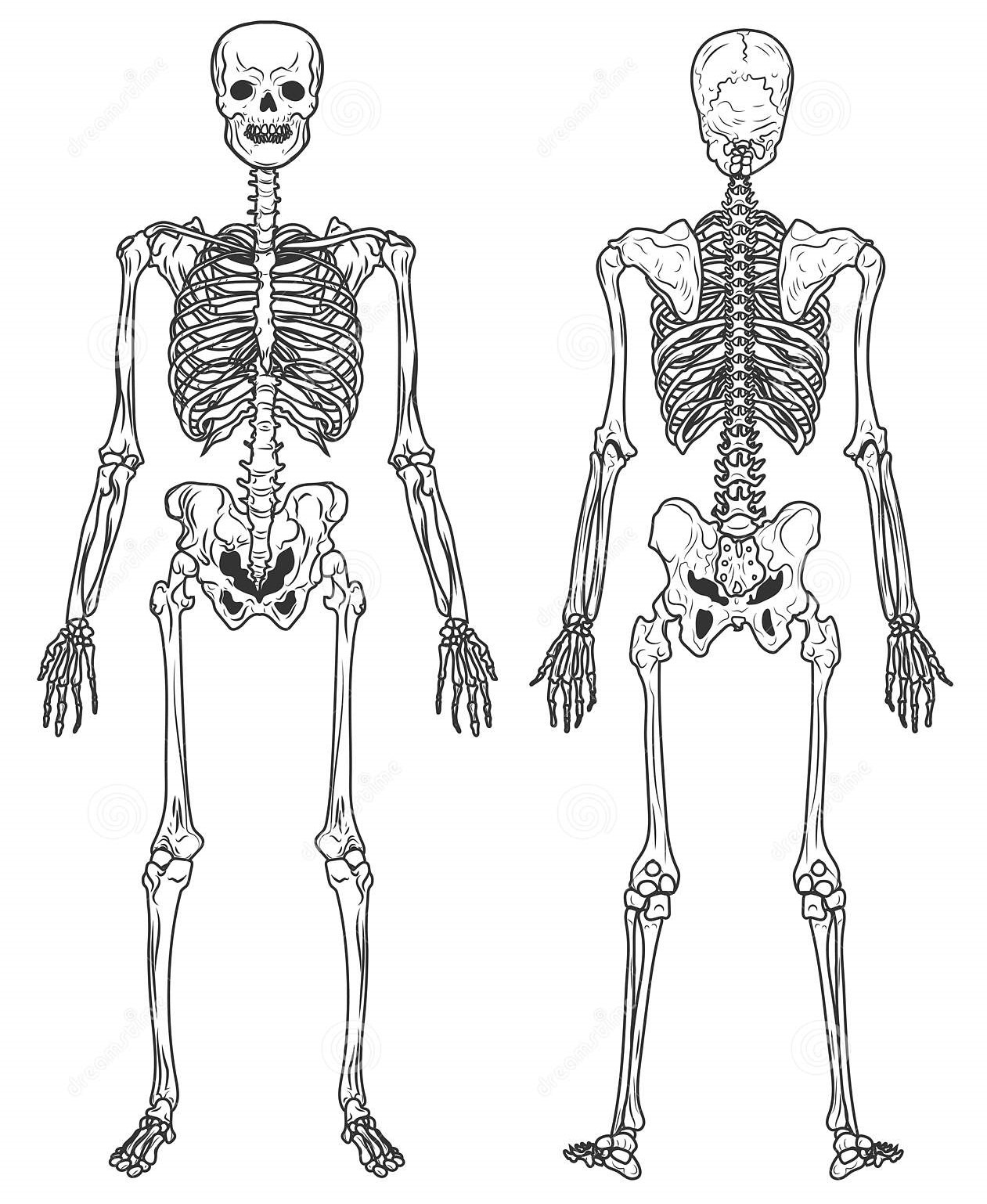 skeleton-structure-back-front-view-human-bones-bones-skeletal-system-human-anatomy-isolated-anatomical-structure-vector-skull-169952200.jpg