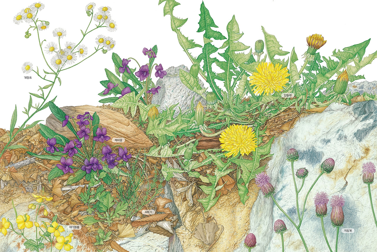 봄여름풀꽃과놀아요-사계절.jpg