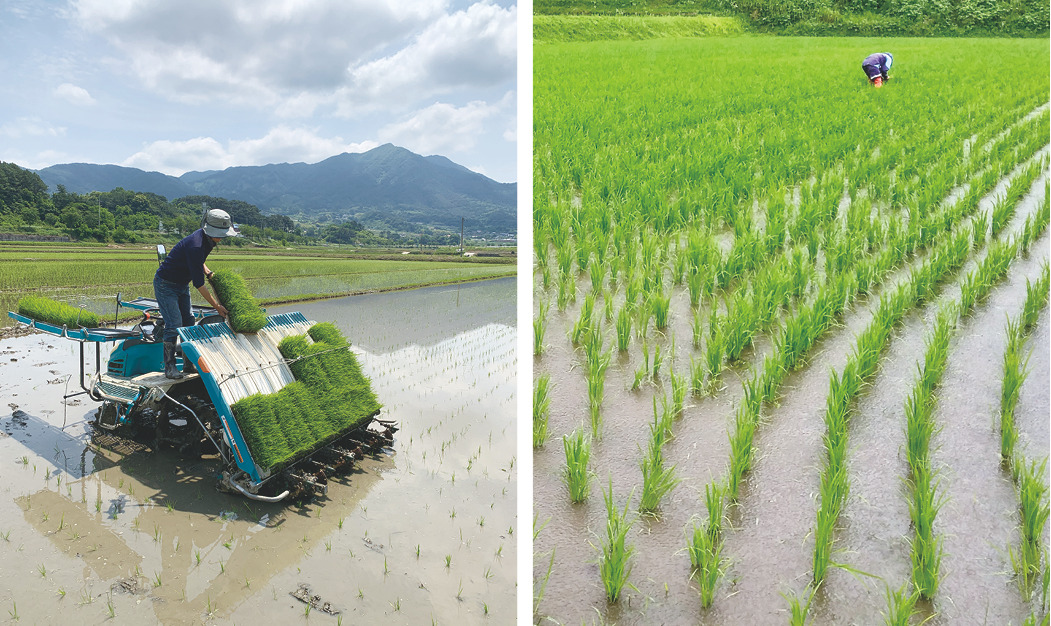 동네2-모내기.jpg