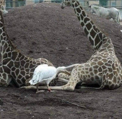 펠리컨적 사고.jpg