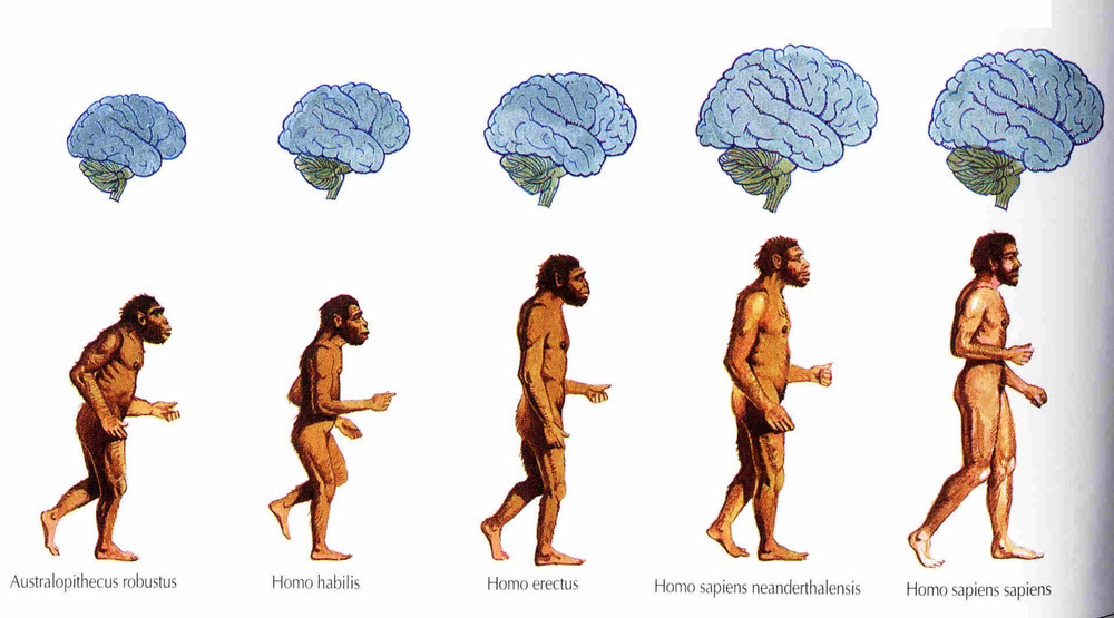 homosapiens-img-new.jpg