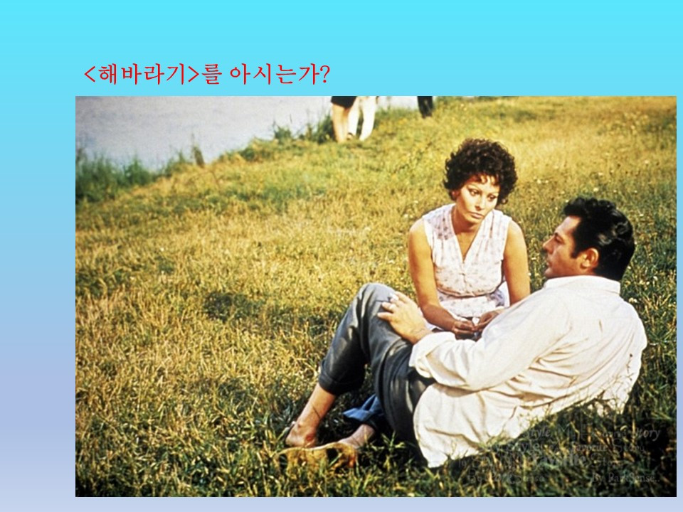 해바라기를 아시는가.jpg