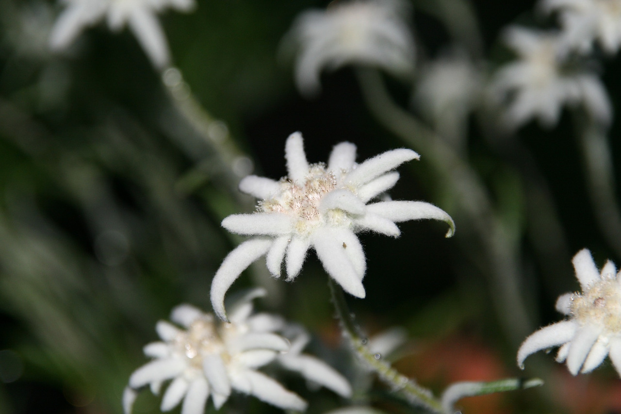 edelweiss-g6fe843ed3_1920.jpg