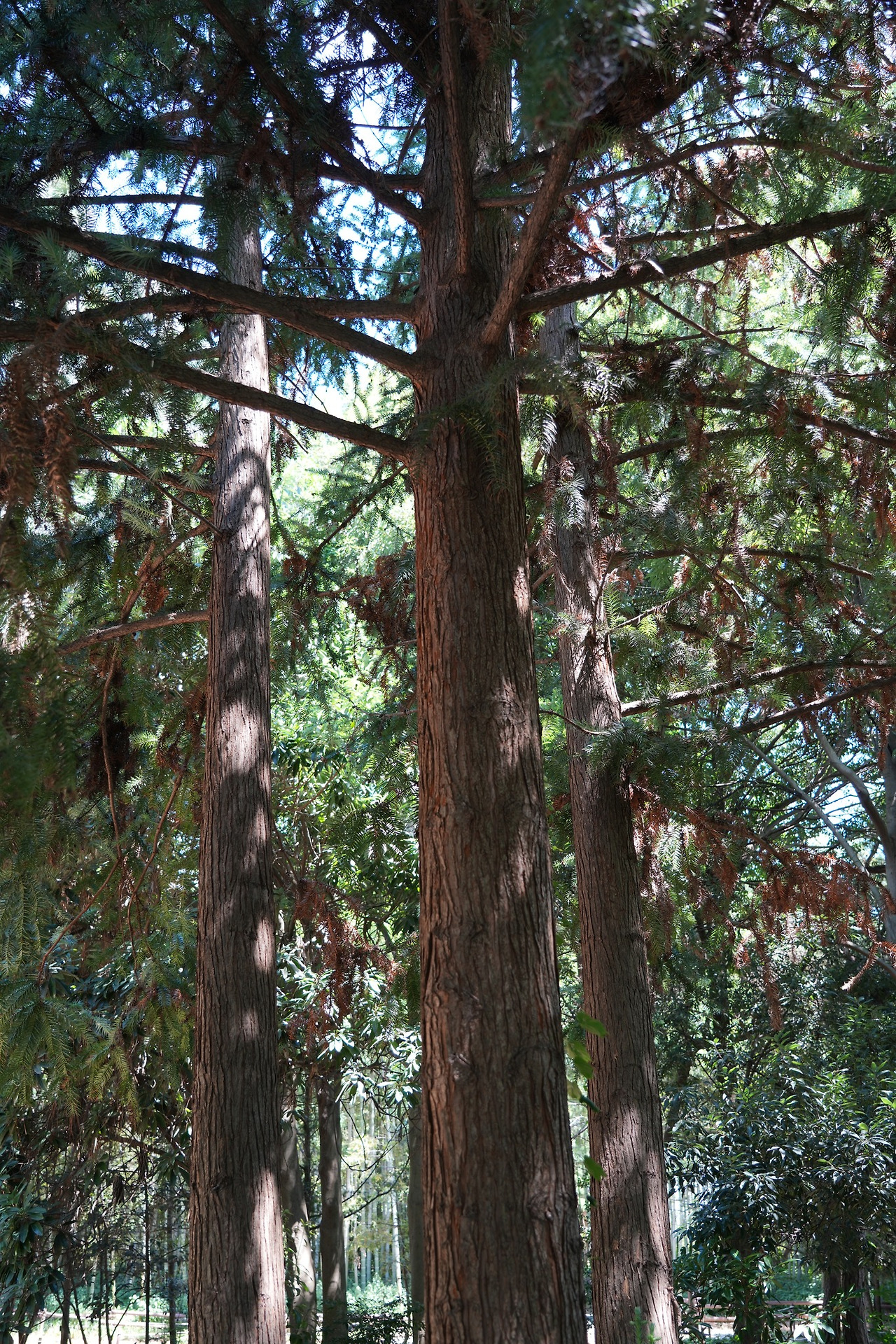 넓은잎삼나무-20250730-전주수목원 (3).jpg