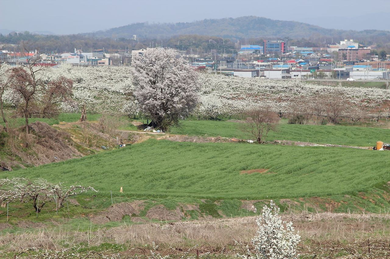 배꽃-20220417-천안 (3).jpg
