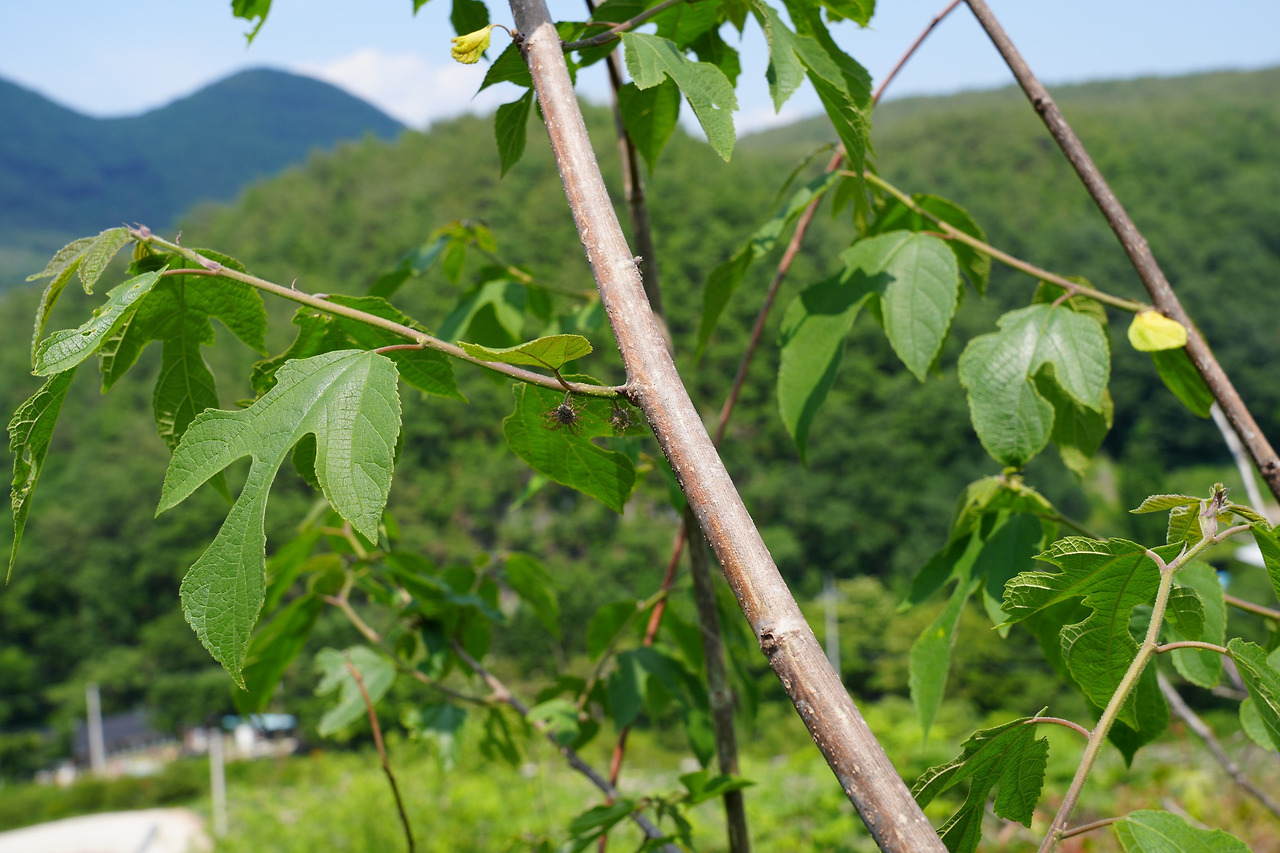 닥나무-암꽃차례-20250527-안동가송 (2).jpg