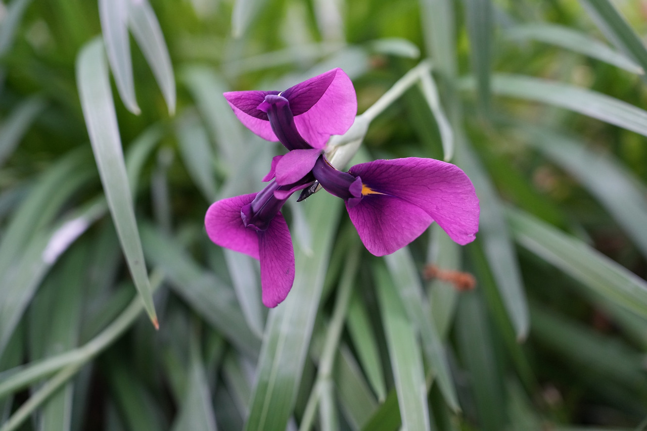 꽃창포-20250615-율동공원 (1).jpg