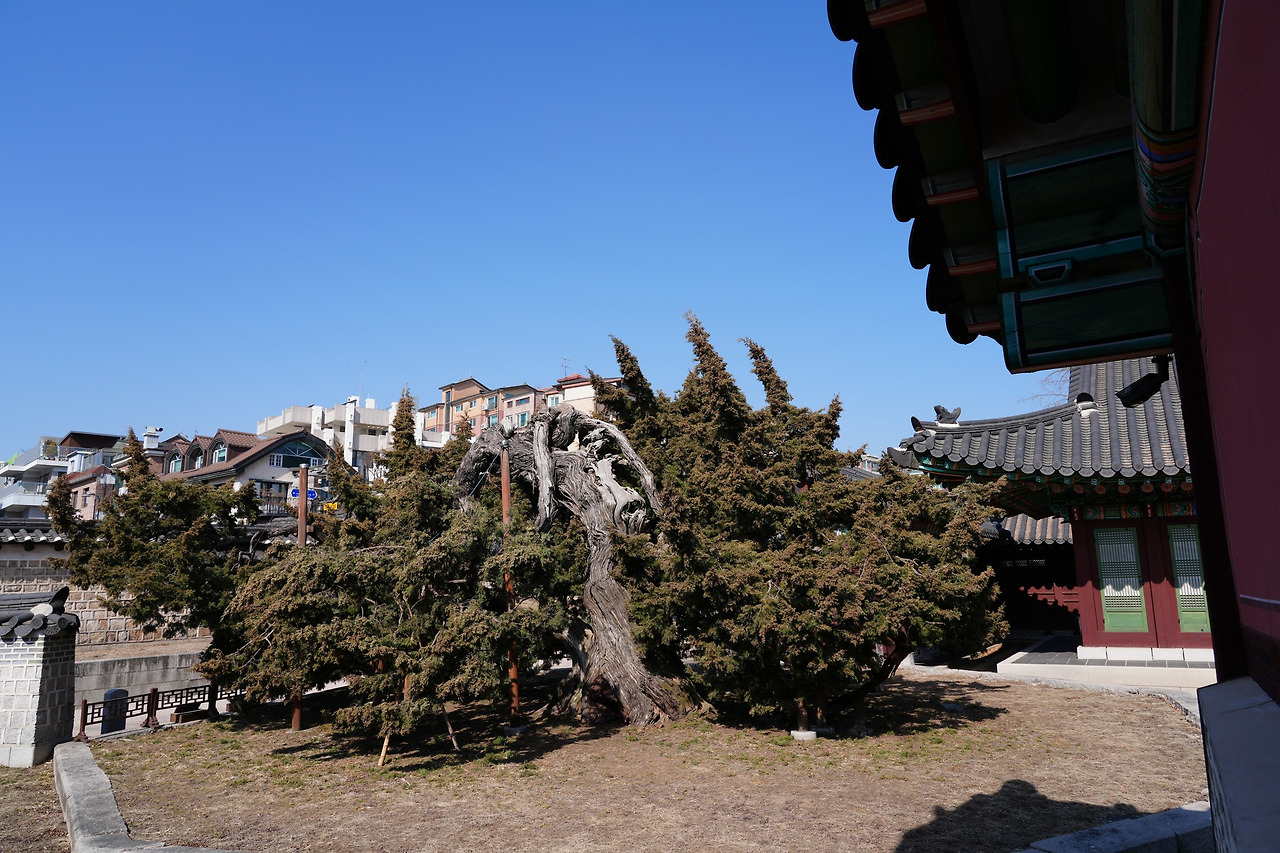 향나무-창덕궁규장각뒤-20250226-창덕궁 (2).jpg