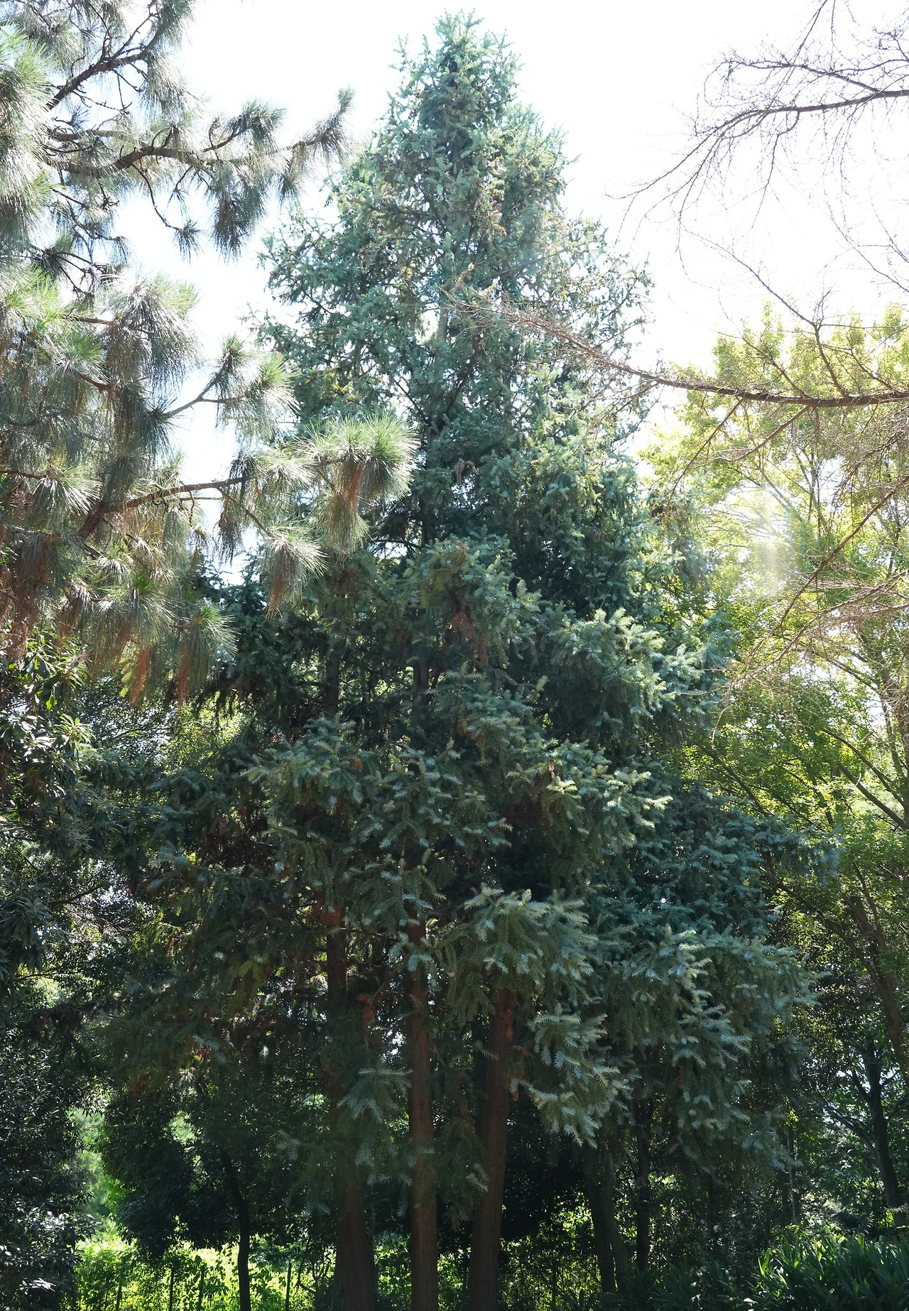 넓은잎삼나무-20250730-전주수목원 (5).jpg