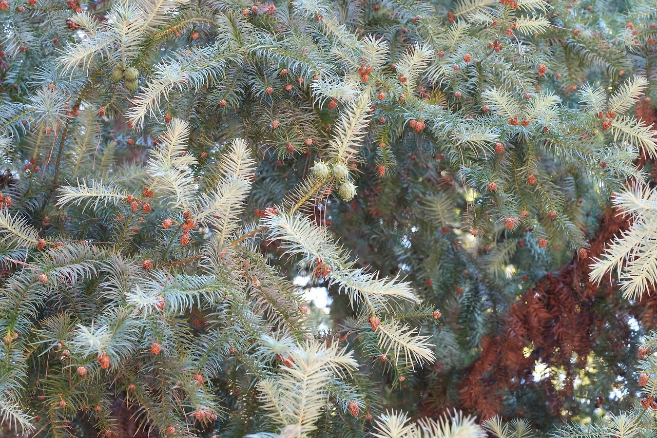 넓은잎삼나무-20250730-전주수목원 (4).jpg