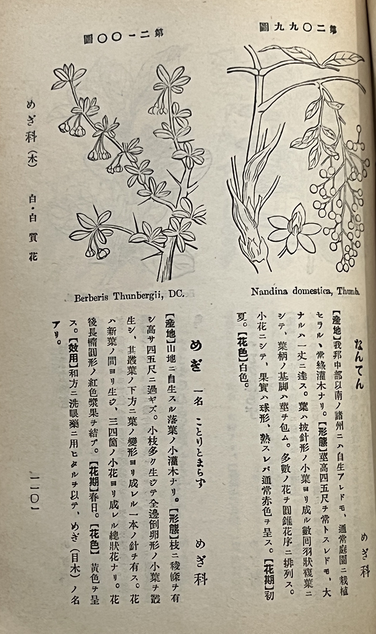 남천-일본식물도감.jpg