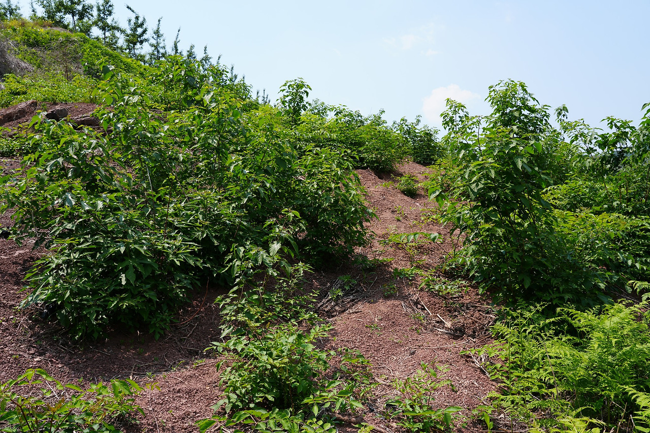 닥나무-밭-20250527-안동가송 (1).jpg