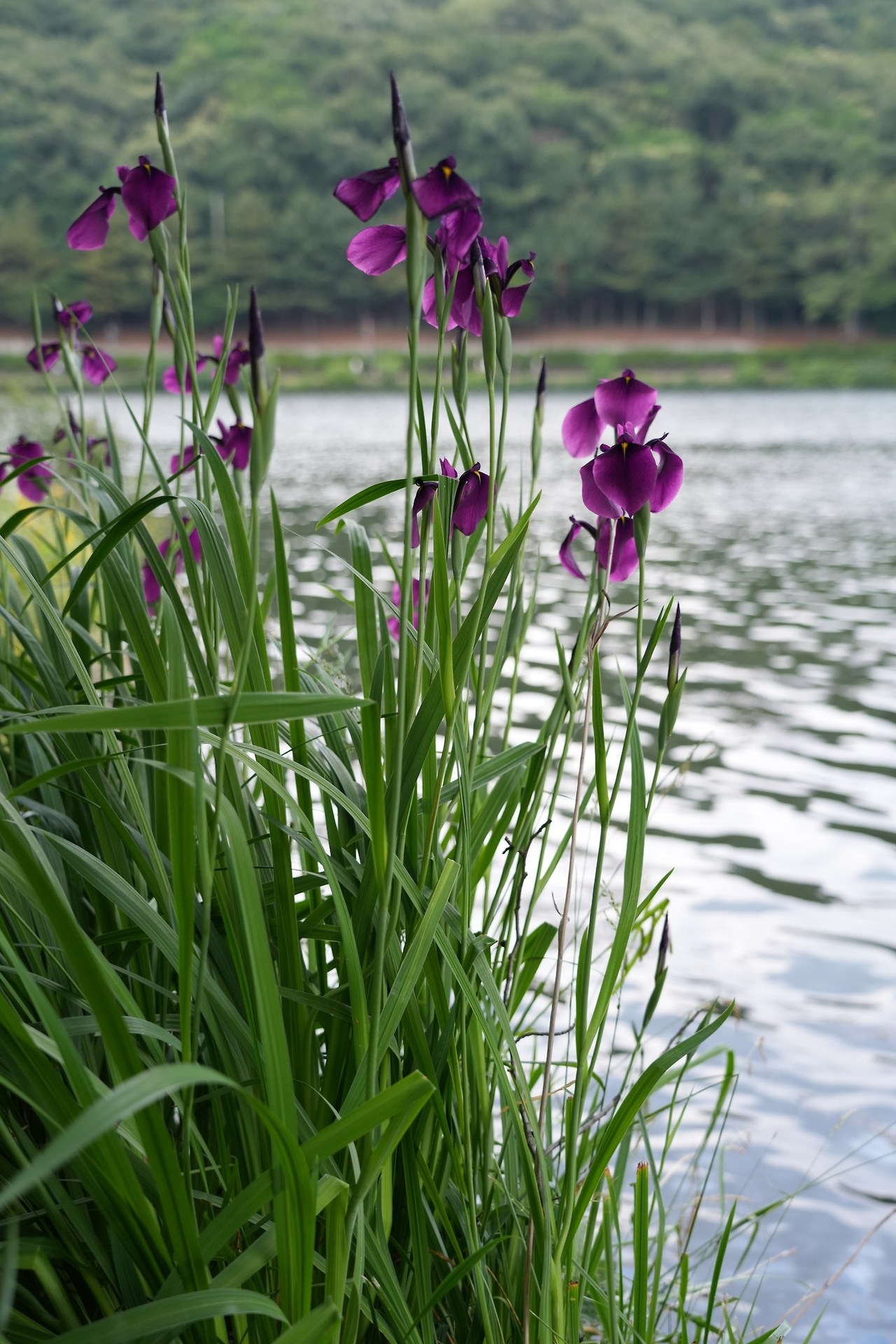 꽃창포-20250615-율동공원 (5).jpg
