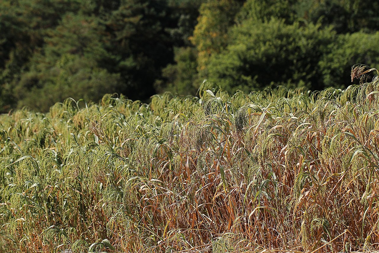 기장-2023-최동기촬영-안동제비원 (1).jpg