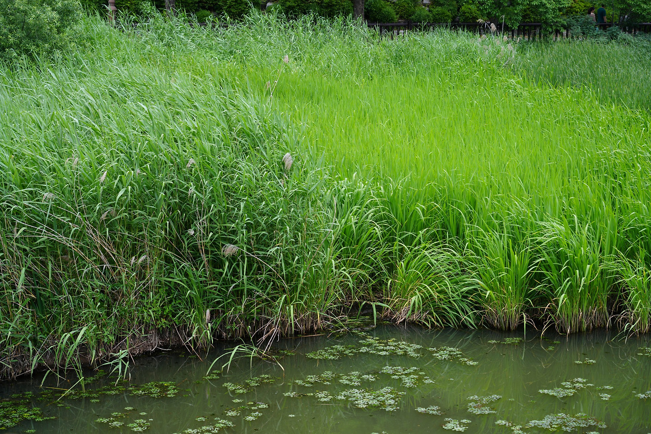 갈대-줄-부들-20250615-율동공원.jpg