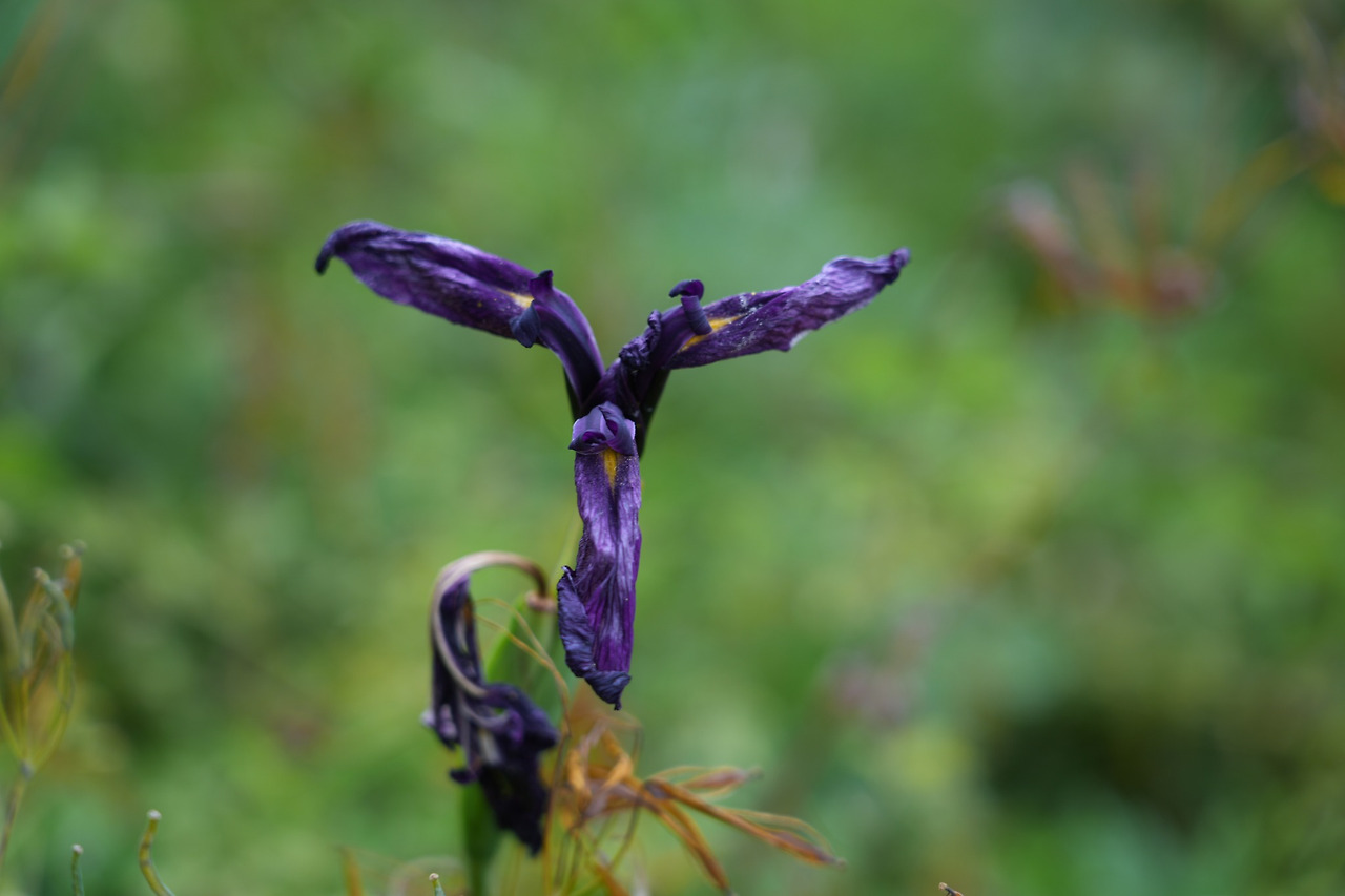 꽃창포-20250615-율동공원 (2).jpg